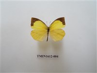 藏品(角翅黃蝶)的圖片